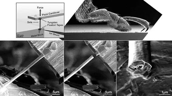 SEM montage of an insect leg's adhesive hair (seta) mounted between tungsten fixation tapes for a tensile test, alongside a schematic of the piezo-cantilever force setup and close-ups of the seta before and after fracture.