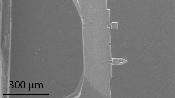 SEM image of three FMT-120 force sensors still attached along a wafer edge, each ending in a slender cantilever tip.