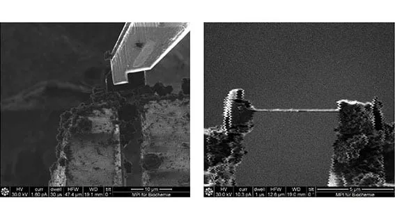 Two-panel SEM sequence of the gripper contacting a lamella at 10 µm field of view, then the freed lamella bridging the trench at 5 µm.