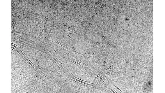 TEM image of a vitrified lamella after transfer, showing intact cellular ultrastructure with no visible ice contamination.
