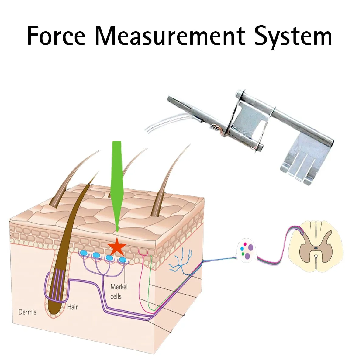 Diagram titled "Force Measurement System" showing the FMS-LS transducer above a cross-section of skin with hair, Merkel cells, and nerve fibres leading to the spinal cord.